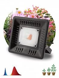 Фитопрожектор для растений светодиодный ЭРА FITO-50W-LED-BLUERED для цветения и плодоношения 50Вт красно-синего спектра